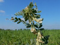 Vicia pannonica 10, Hongaarse wikke, Saxifraga-Ed Stikvoort