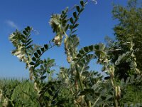 Vicia pannonica 12, Hongaarse wikke, Saxifraga-Ed Stikvoort : Hongaarse wikke gg A900 Lamswaarde