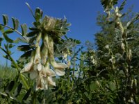 Vicia pannonica 8, Hongaarse wikke, Saxifraga-Ed Stikvoort : Hongaarse wikke gg A900 Lamswaarde