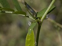 Vicia parviflora 2, Saxifraga-Willem van Kruijsbergen