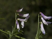 Vicia parviflora 3, Saxifraga-Willem van Kruijsbergen