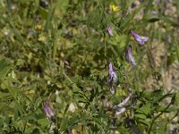Vicia parviflora 4, Saxifraga-Willem van Kruijsbergen