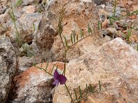 Vicia peregrina