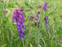 Vicia sativa ssp segetalis 58, Vergeten wikke, Saxifraga-Ab H Baas