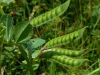 Vicia serratifolia 4, Gezaagde wikke, Saxifraga-Ed Stikvoort