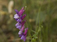 Vicia tenuifolia 4, Stijve wikke, Saxifraga-Willem van Kruijsbergen