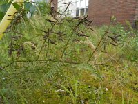 Vicia villosa 11, Bonte wikke, Saxifraga-Rutger Barendse