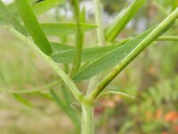 Vicia villosa 12, Bonte wikke, Saxifraga-Rutger Barendse