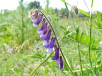 Vicia villosa 14, Bonte wikke, Saxifraga-Rutger Barendse