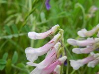 Vicia villosa 15, Bonte wikke, Saxifraga-Rutger Barendse