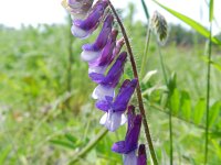 Vicia villosa 16, Bonte wikke, Saxifraga-Rutger Barendse