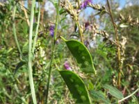 Vicia villosa 17, Bonte wikke, Saxifraga-Rutger Barendse