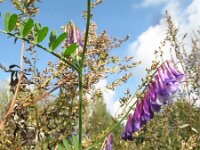 Vicia villosa 19, Bonte wikke, Saxifraga-Rutger Barendse