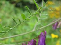 Vicia villosa 20, Bonte wikke, Saxifraga-Rutger Barendse