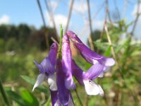 Vicia villosa 21, Bonte wikke, Saxifraga-Rutger Barendse