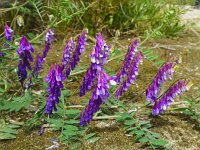 Vicia villosa 27, Bonte wikke, Saxifraga-Jelle van Dijk