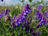 Vicia villosa 28, Bonte wikke, Saxifraga-Peter Meininger