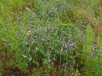 Vicia villosa 44, Bonte wikke, Saxifraga-Hans Grotenhuis