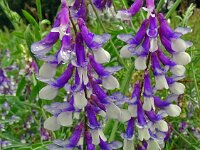 Vicia villosa 47, Bonte wikke, Saxifraga-Hans Grotenhuis
