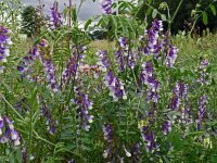 Vicia villosa 49, Bonte wikke, Saxifraga-Hans Grotenhuis