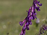 Vicia villosa 6, Bonte wikke, Saxifraga-Jan van der Straaten