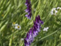 Vicia villosa 7, Bonte wikke, Saxifraga-Peter Meininger