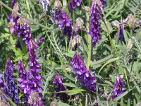 Vicia villosa 9, Bonte wikke, Saxifraga-Peter Meininger