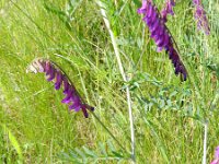 Vicia villosa eriocarpa 22, Saxifraga-Rutger Barendse