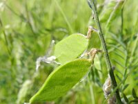 Vicia villosa eriocarpa 24, Saxifraga-Rutger Barendse