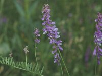 Vicia villosa ssp villosa 4, Bonte wikke, Saxifraga-Marijke Verhagen
