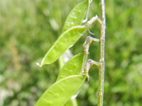 Vicia villosa varia 25, Saxifraga-Rutger Barendse