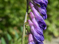 Vicia villosa varia 26, Saxifraga-Rutger Barendse