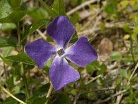 Vinca major 10, Grote maagdenpalm, Saxifraga-Willem van Kruijsbergen