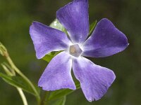Vinca major 11, Grote maagdenpalm, Saxifraga-Jan van der Straaten