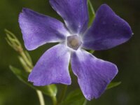 Vinca major 12, Grote maagdenpalm, Saxifraga-Jan van der Straaten