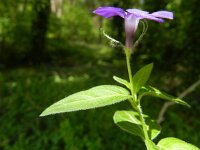 Vinca major 13, Grote maagdenpalm, Saxifraga-Rutger Barendse