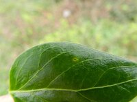 Vinca major 14, Grote maagdenpalm, Saxifraga-Rutger Barendse