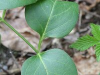 Vinca major 15, Grote maagdenpalm, Saxifraga-Rutger Barendse