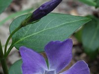 Vinca major 16, Grote maagdenpalm, Saxifraga-Rutger Barendse