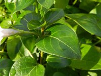 Vinca major 17, Grote maagdenpalm, Saxifraga-Rutger Barendse