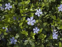 Vinca major 2, Grote maagdenpalm, Saxifraga-Marijke Verhagen