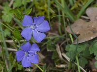 Vinca major 21, Grote maagdenpalm, Saxifrga-Jan Nijendijk