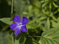 Vinca major 22, Grote maagdenpalm, Saxifrga-Jan Nijendijk