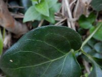 Vinca major 27, Grote maagdenpalm, Saxifraga-Ed Stikvoort