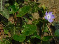 Vinca major 29, Grote maagdenpalm, Saxifraga-Ed Stikvoort