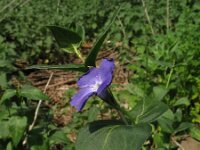 Vinca major 3, Grote maagdenpalm, Saxifraga-Rutger Barendse