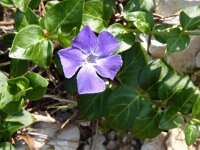 Vinca major 4, Grote maagdenpalm, Saxifraga-Jasenka Topic