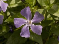 Vinca major 5, Grote maagdenpalm, Saxifraga-Willem van Kruijsbergen
