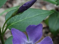 Vinca major 6, Grote maagdenpalm, Saxifraga-Rutger Barendse