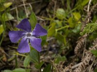 Vinca major 7, Grote maagdenpalm, Saxifraga-Jan van der Straaten